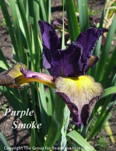 spuria Purple Smoke